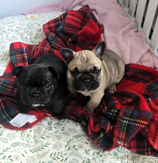 House of Xavier French Bulldog Puppies media 7