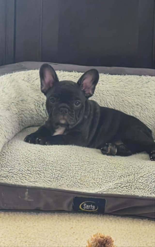 House of Xavier French Bulldog Puppies media 9