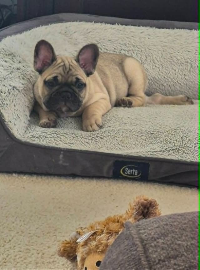 House of Xavier French Bulldog Puppies media 10