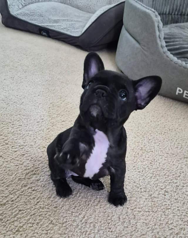 House of Xavier French Bulldog Puppies media 12