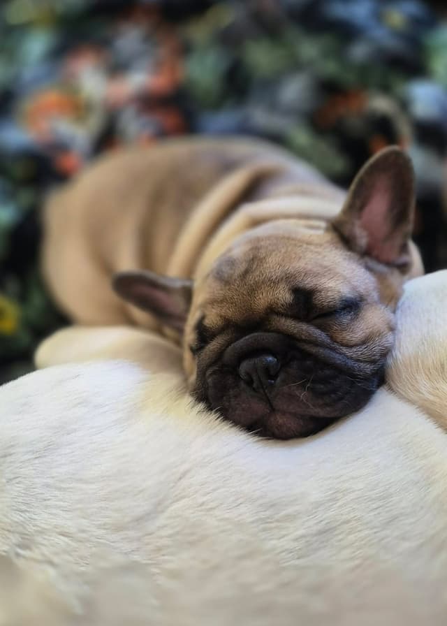 House of Xavier French Bulldog Puppies media 14