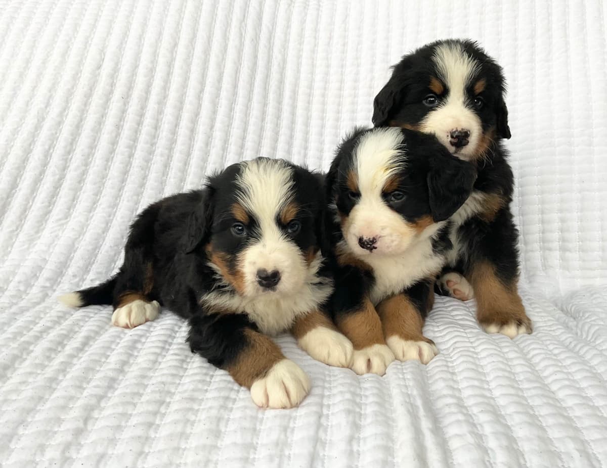 Bernese Mountain Dog Puppies breeder image 1