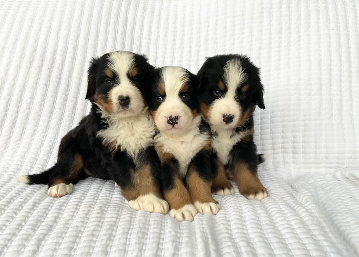 Bernese Mountain Dog Puppies breeder image 2
