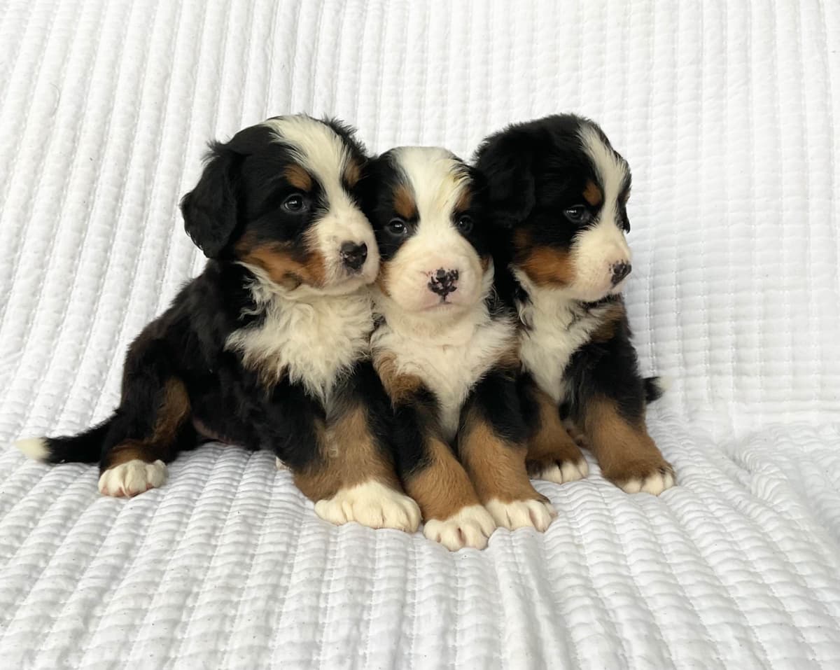 Bernese Mountain Dog Puppies breeder image 3