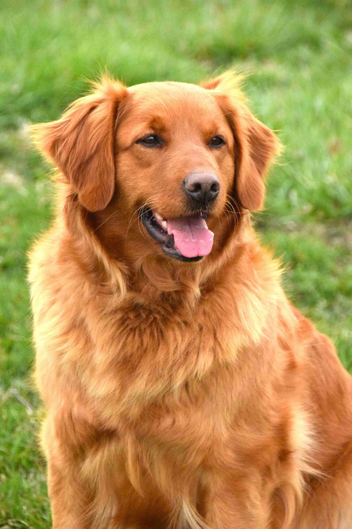 Golden Retriever Puppies breeder image 2