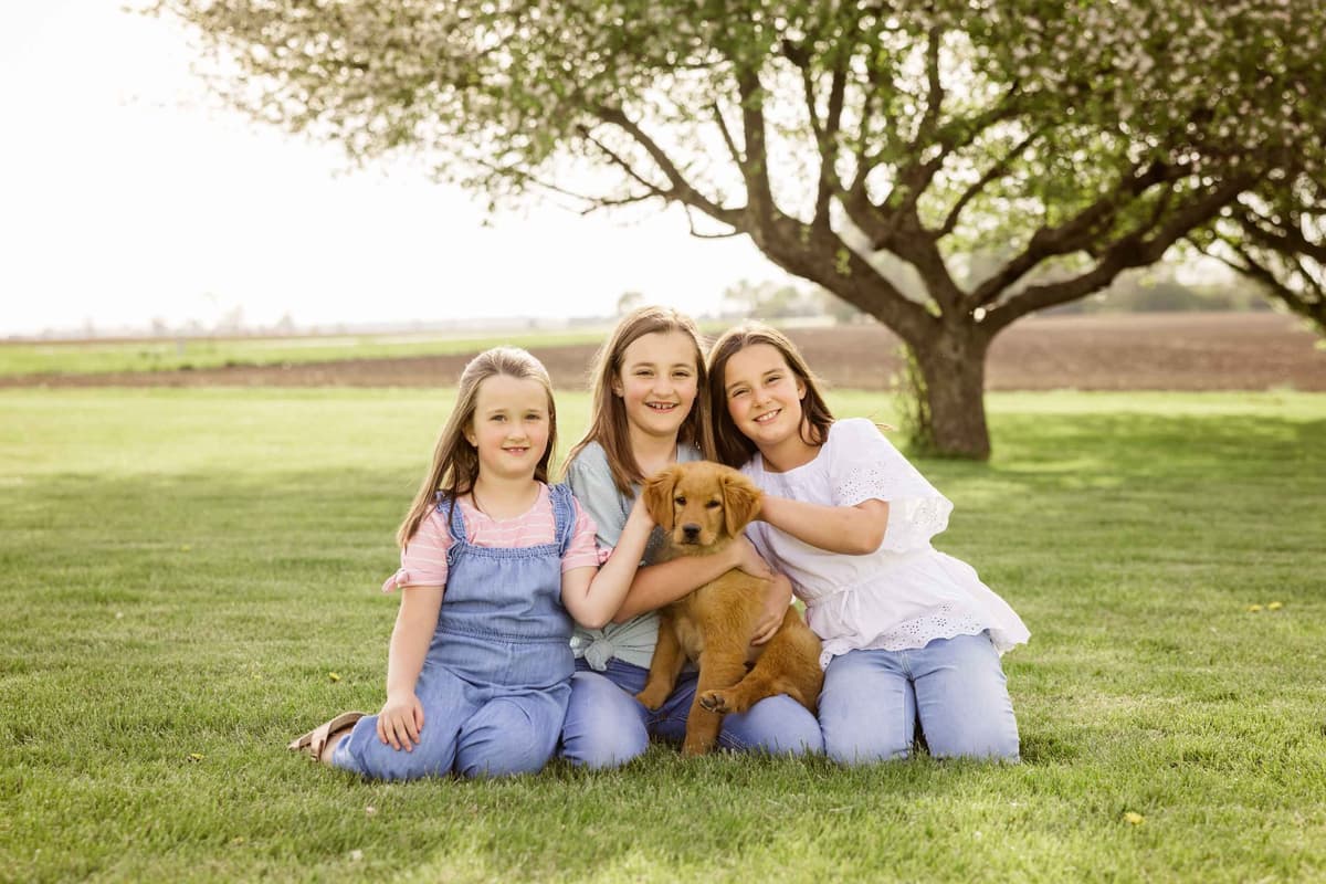 Golden Retriever Puppies breeder image 3