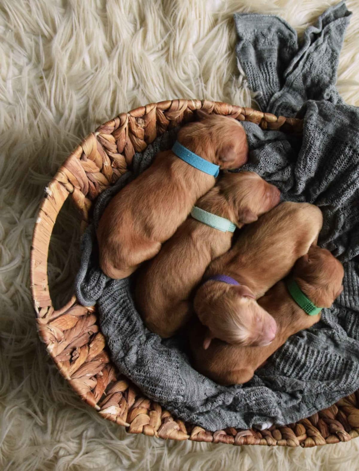 Golden Retriever Puppies breeder image 5