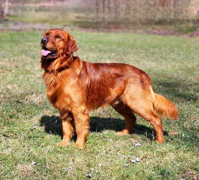 Golden Retriever Puppies media 5