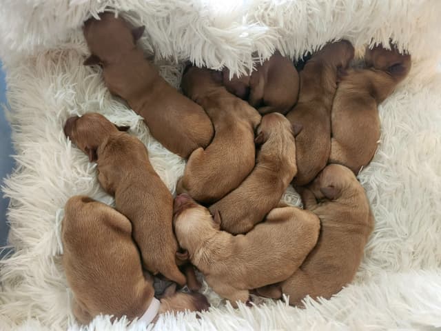 Golden Retriever Puppies media 2