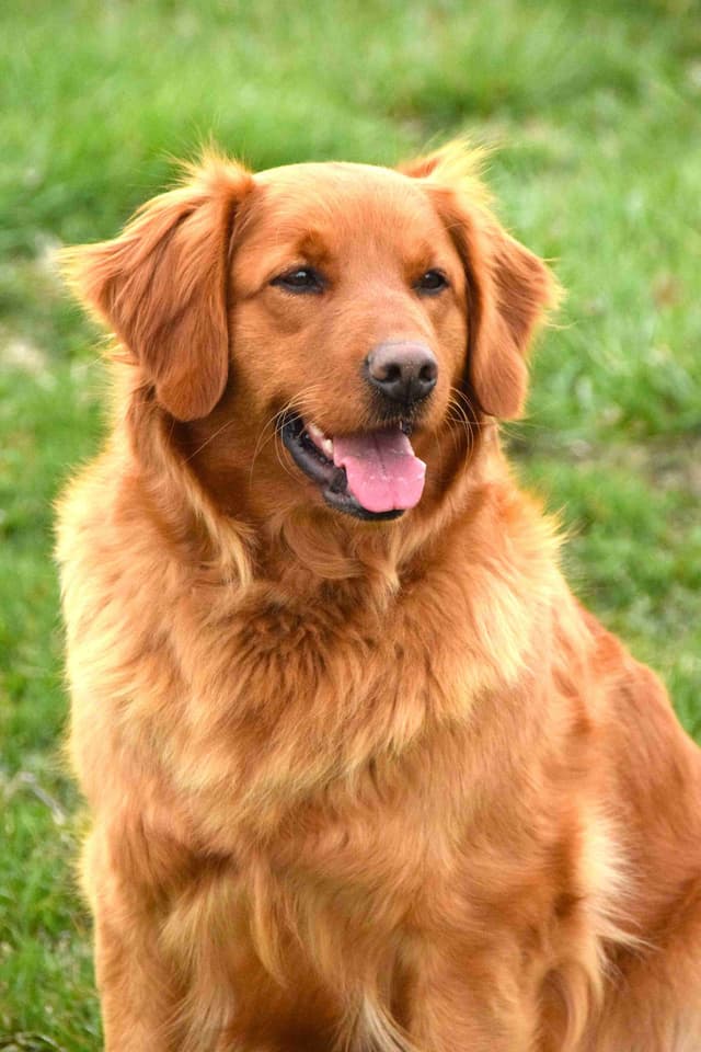 Golden Retriever Puppies media 6