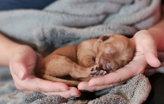 Golden Retriever Puppies media 7