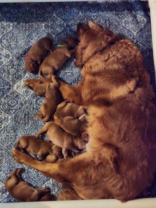 Golden Retriever Puppies media 3