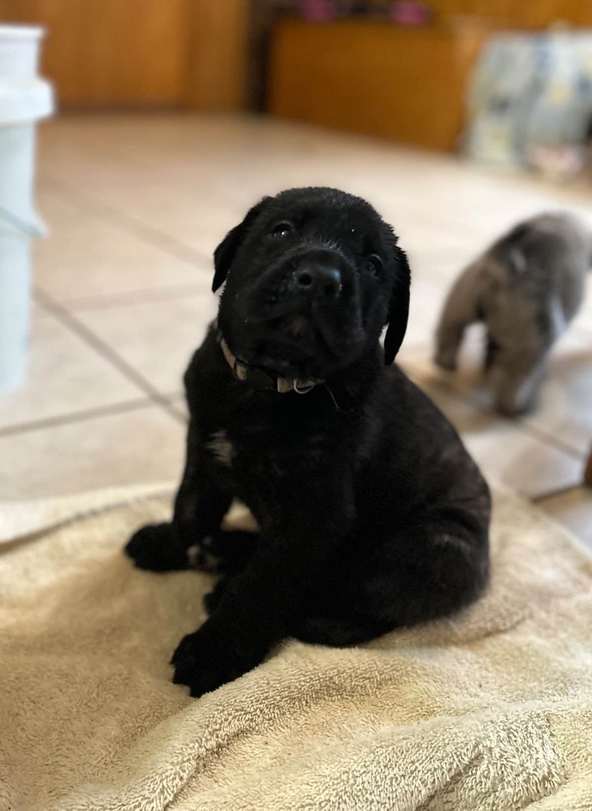 English Mastiff Puppies breeder image 2