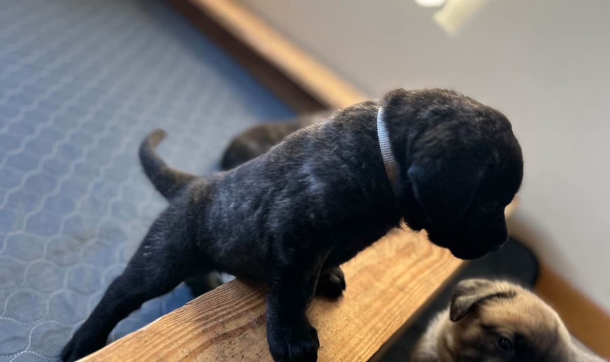 English Mastiff Puppies breeder image 4