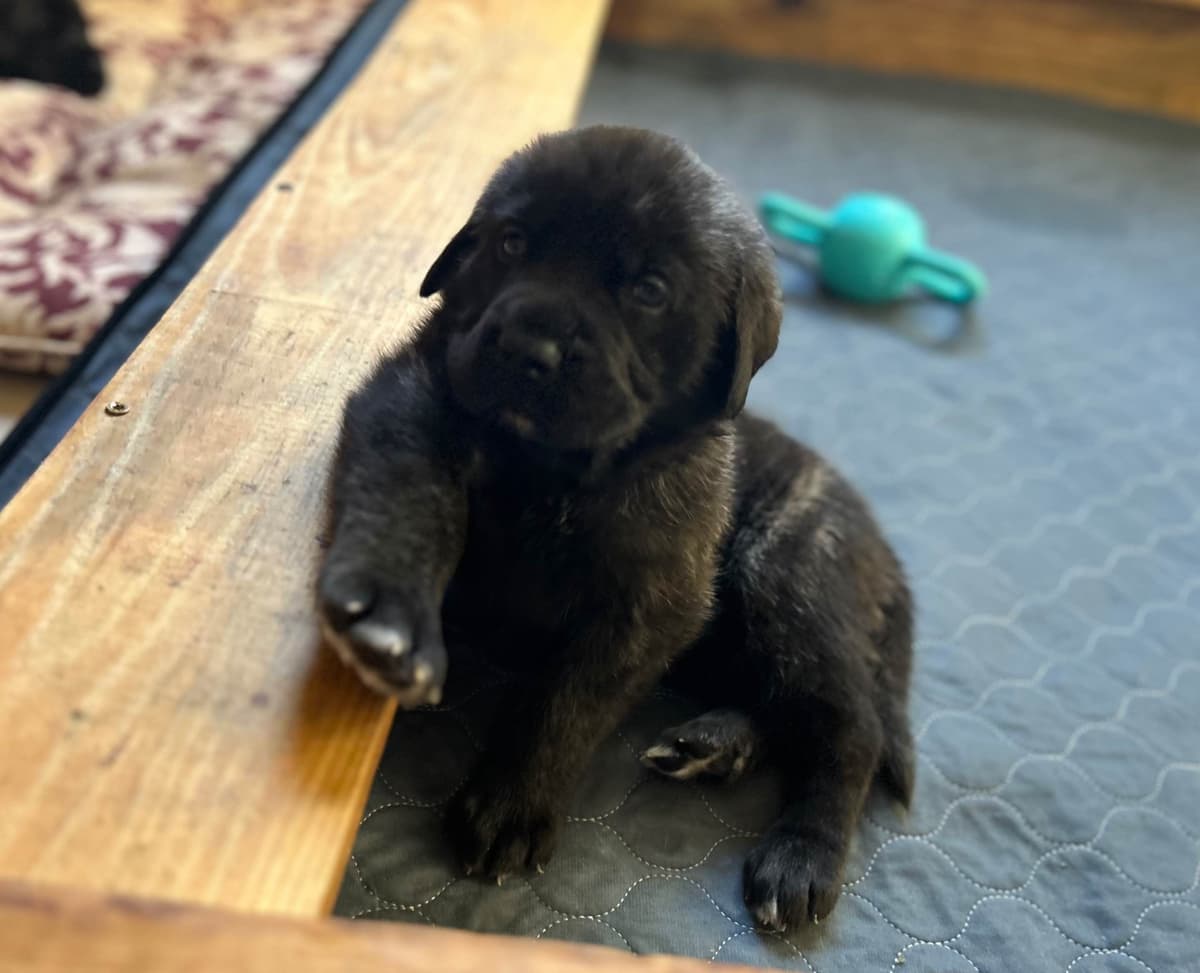 English Mastiff Puppies breeder image 3
