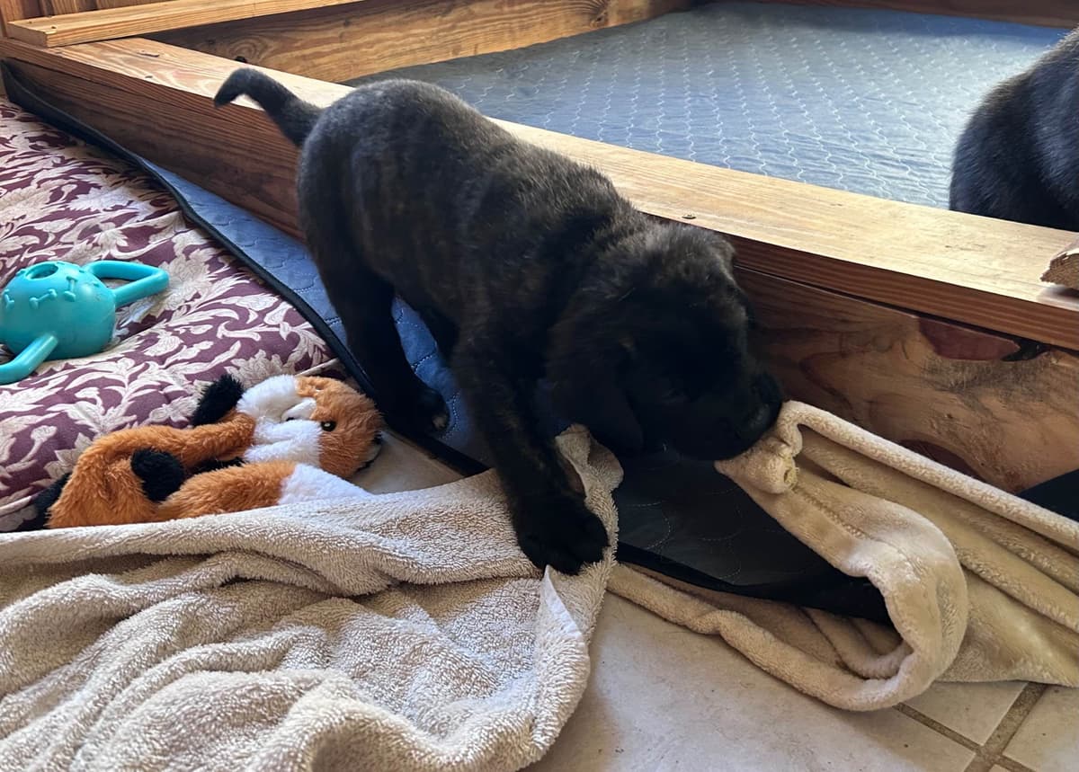 English Mastiff Puppies breeder image 6