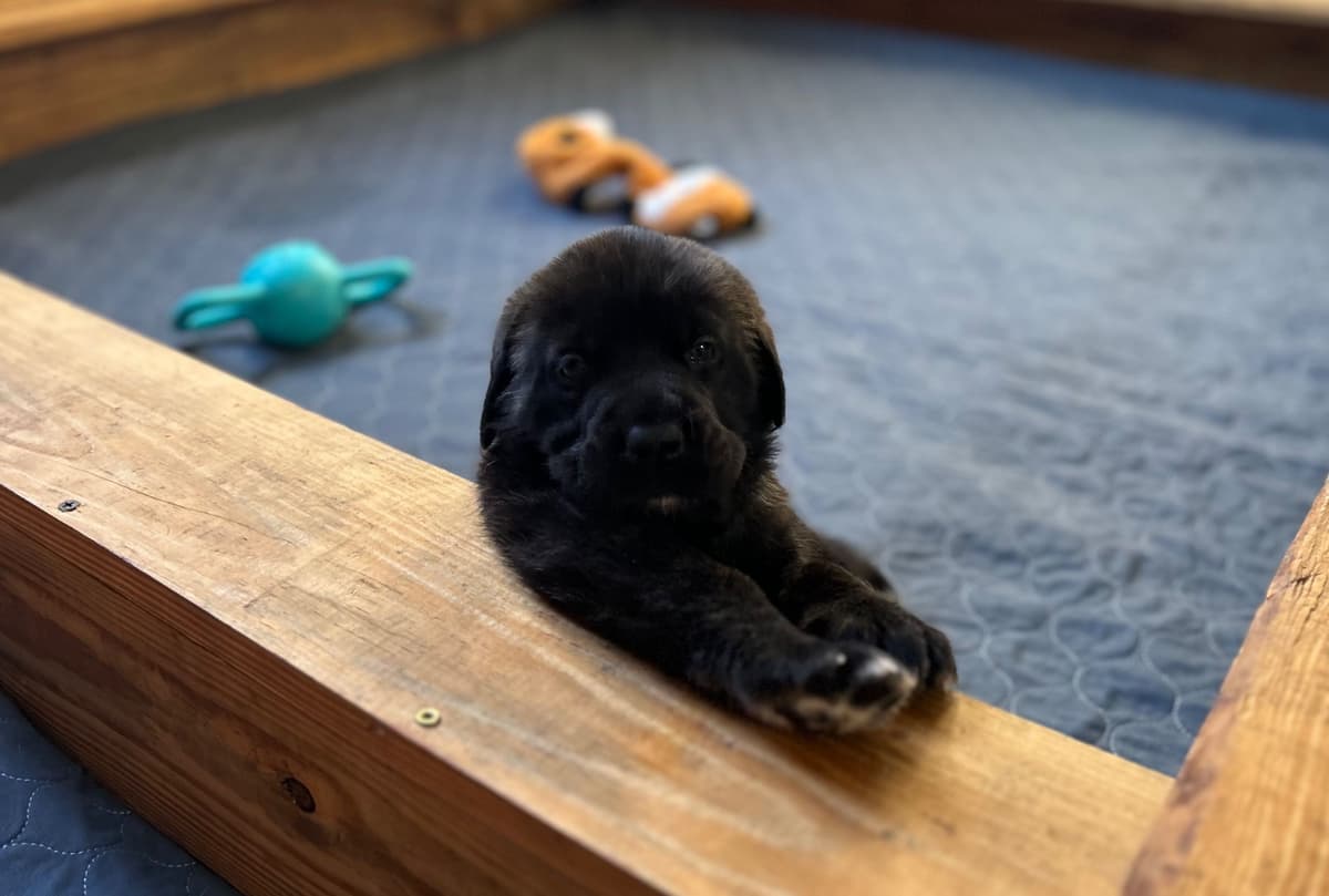 English Mastiff Puppies breeder image 5