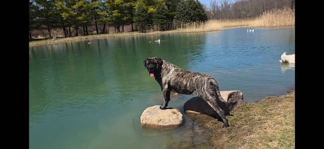 English Mastiff Puppies media 2