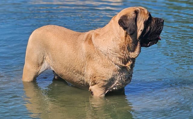 English Mastiff Puppies media 3
