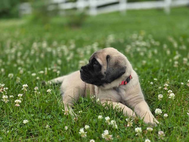 English Mastiff Puppies media 4