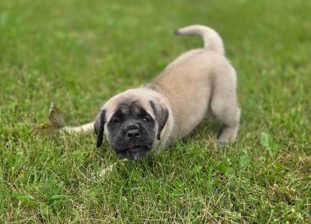 English Mastiff Puppies media 6