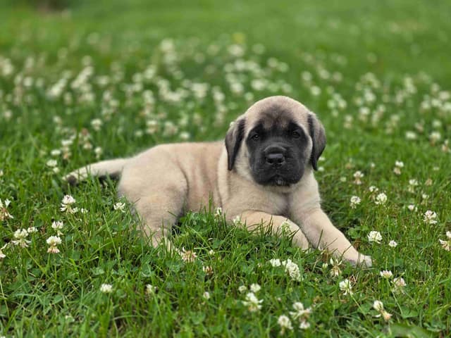 English Mastiff Puppies media 5