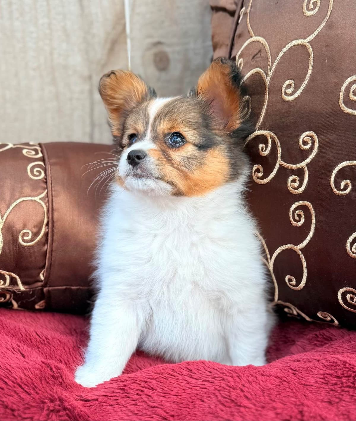 Male Papillon Puppy breeder image 4