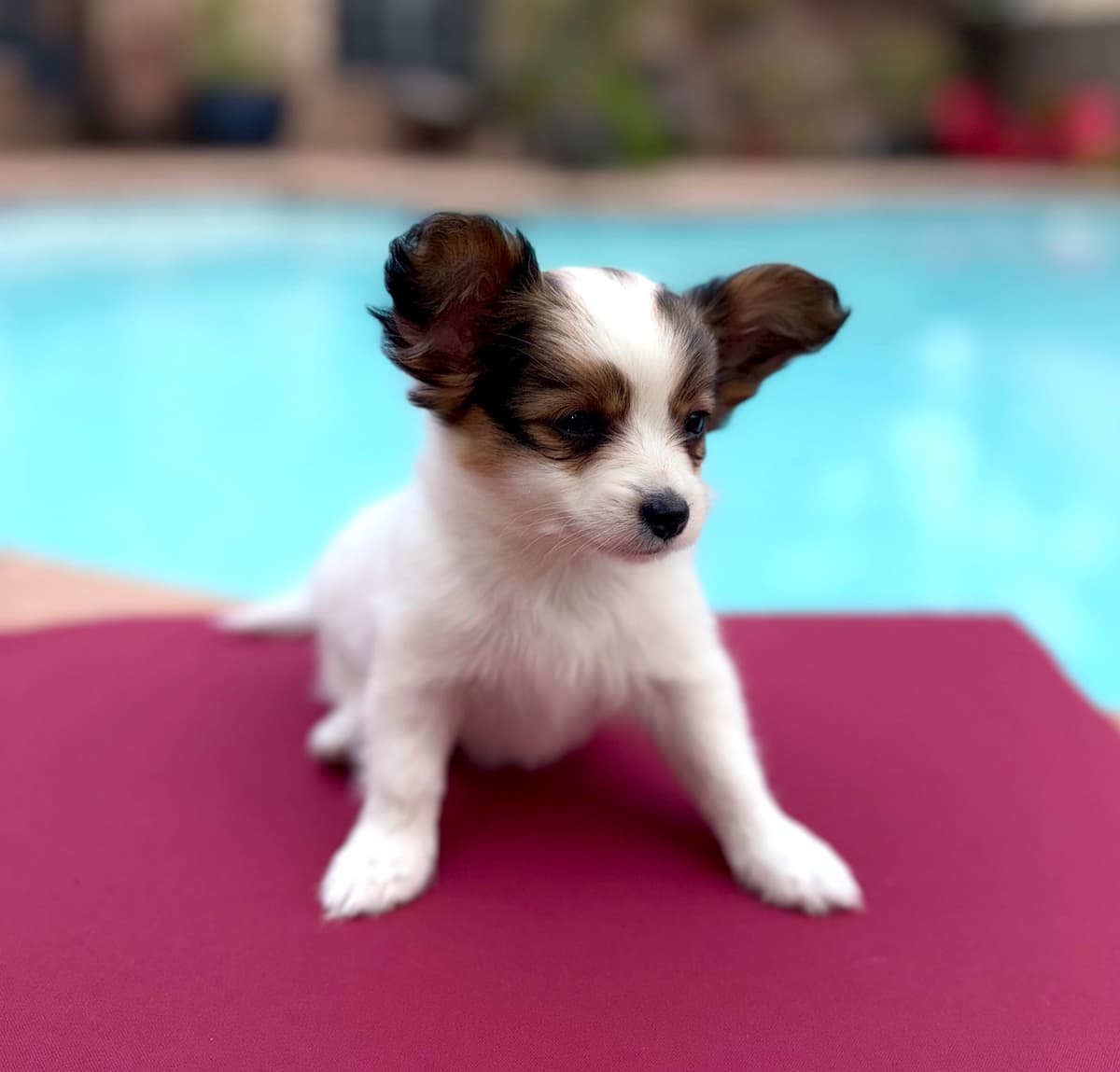 Male Papillon Puppy breeder image 6