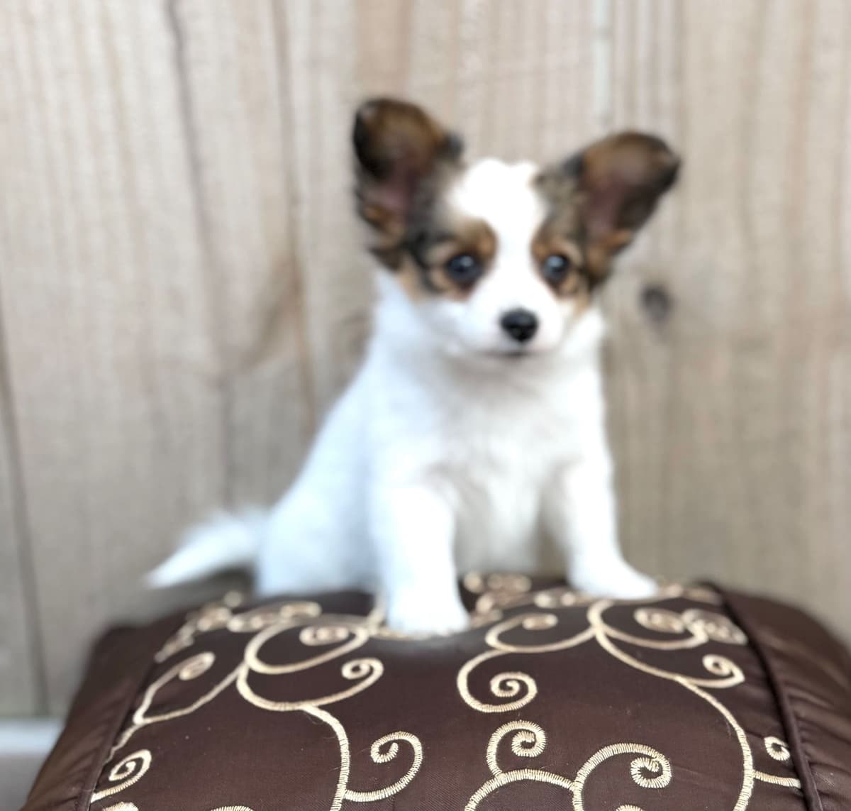 Male Papillon Puppy breeder image 7