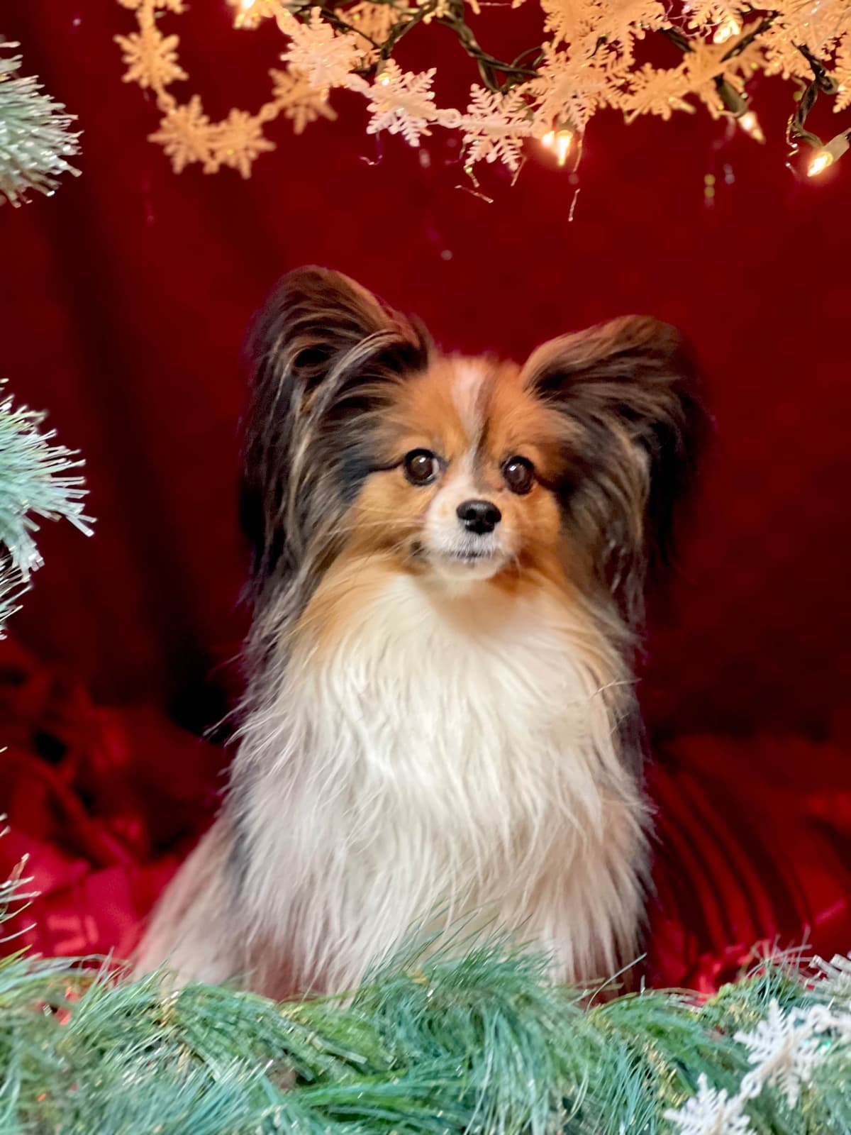 Male Papillon Puppy breeder image 10