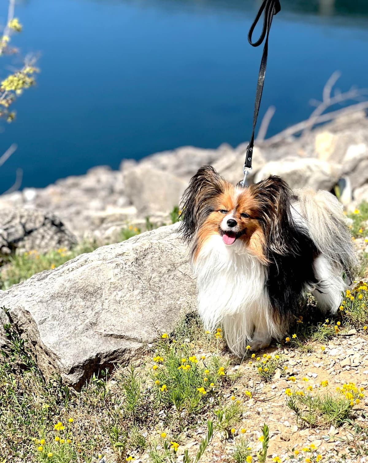 Male Papillon Puppy breeder image 8