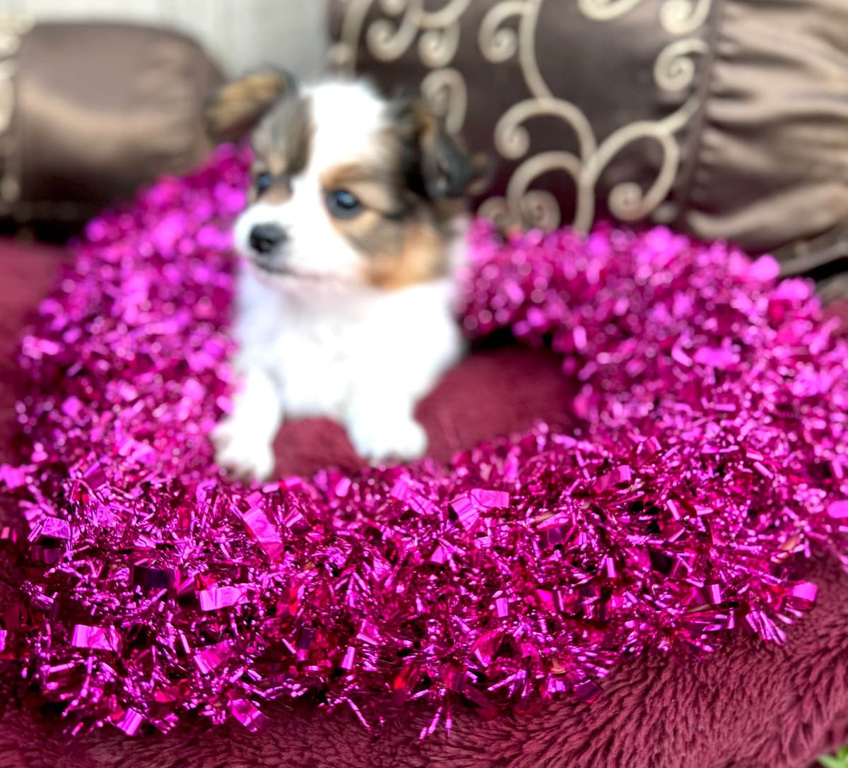 Male Papillon Puppy breeder image 11
