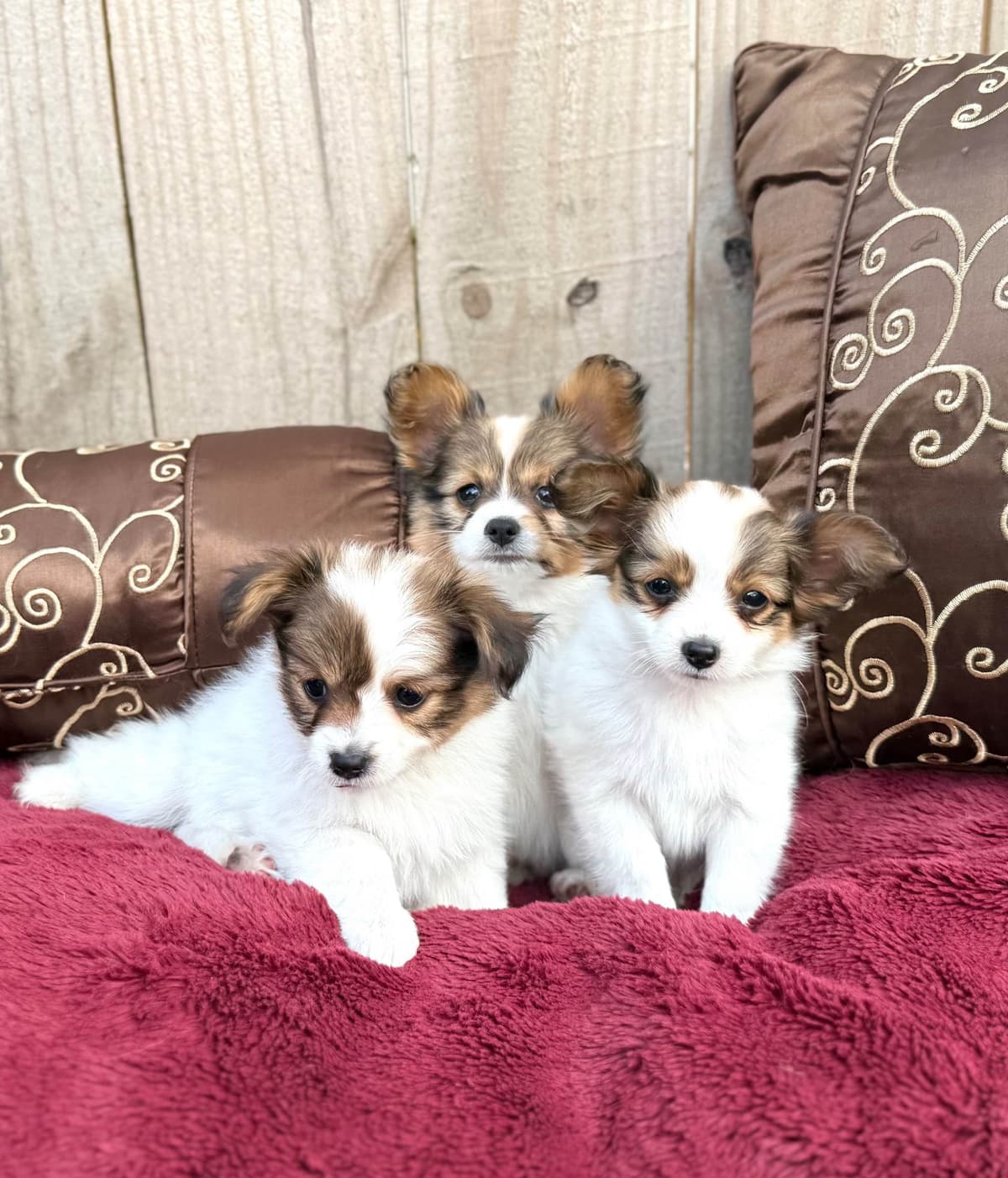 Male Papillon Puppy breeder image 12