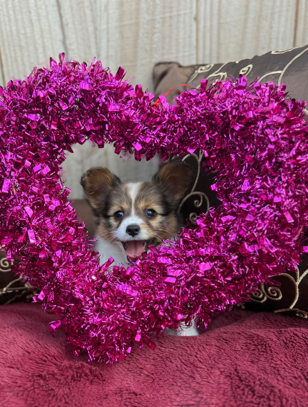 Male Papillon Puppy breeder image 14