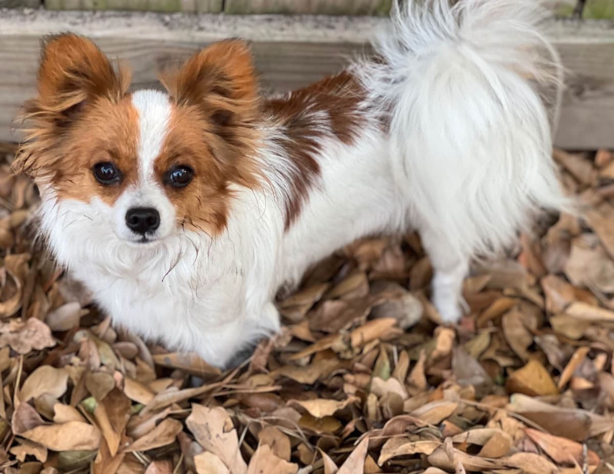 Male Papillon Puppy breeder image 13