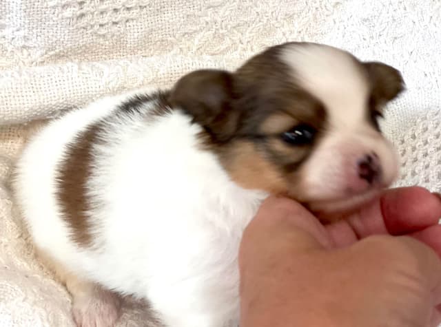 Male Papillon Puppy media 2