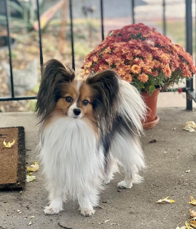 Male Papillon Puppy media 4