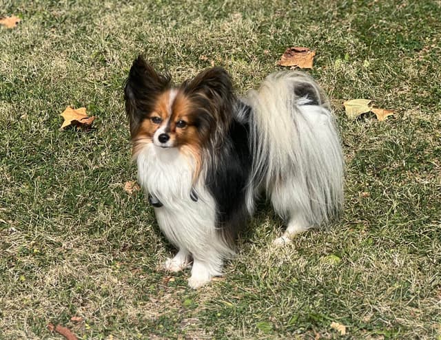 Male Papillon Puppy media 5