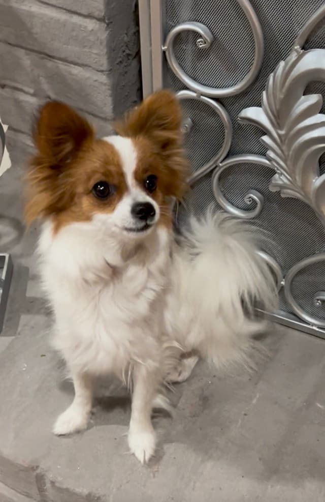 Male Papillon Puppy media 6