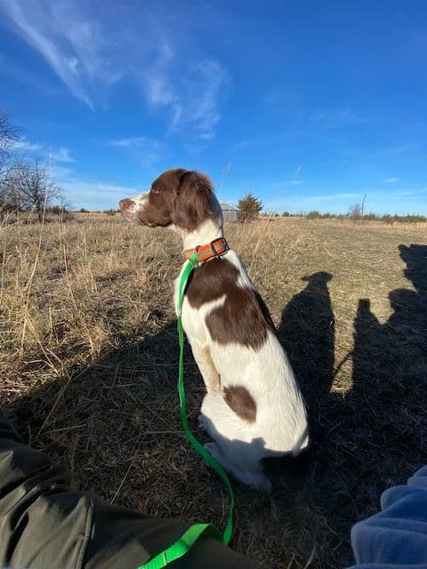 Brittany Puppies media 3