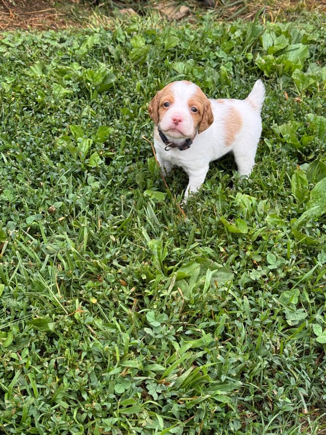 Brittany Puppies media 6