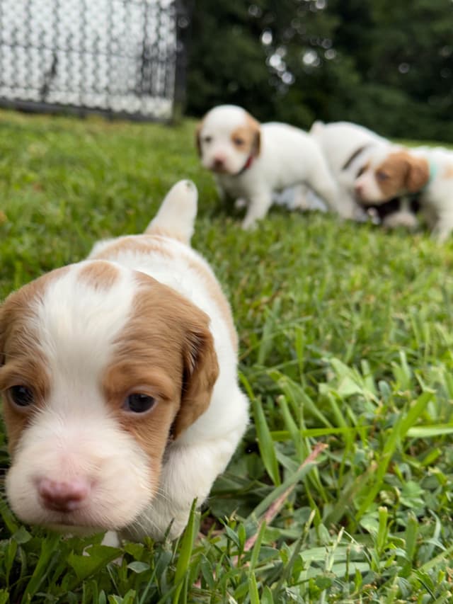 Brittany Puppies media 7