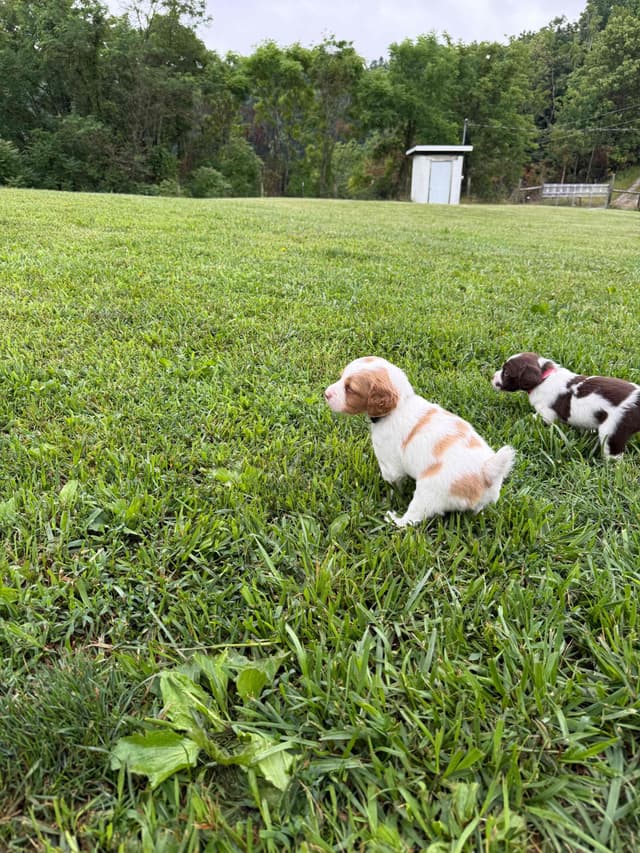 Brittany Puppies media 8
