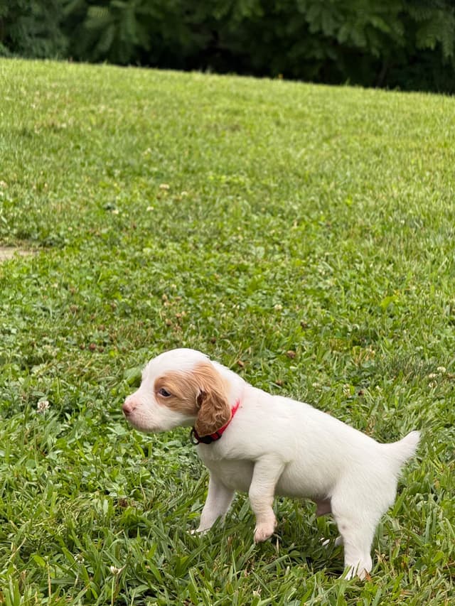 Brittany Puppies media 9