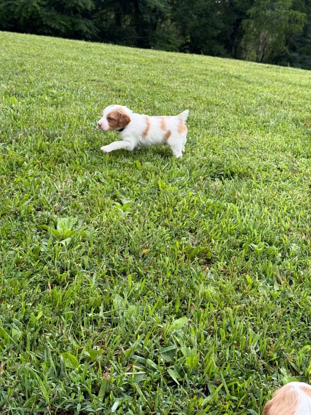 Brittany Puppies media 10