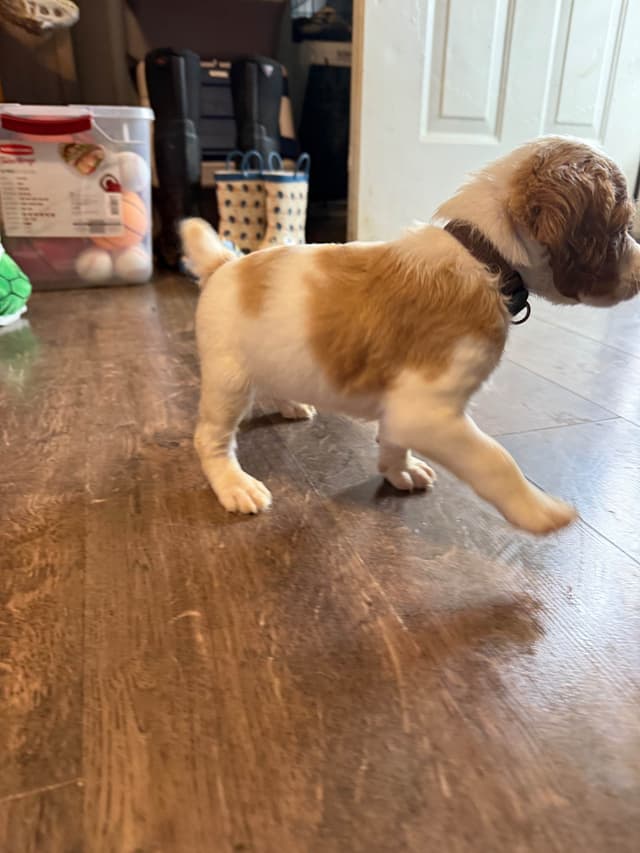 Brittany Puppies media 11