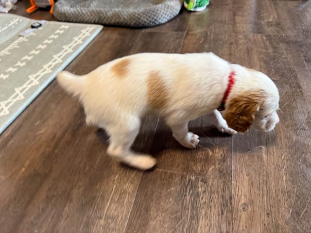 Brittany Puppies media 12