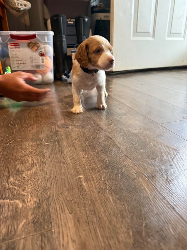 Brittany Puppies media 13