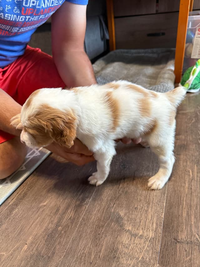 Brittany Puppies media 14