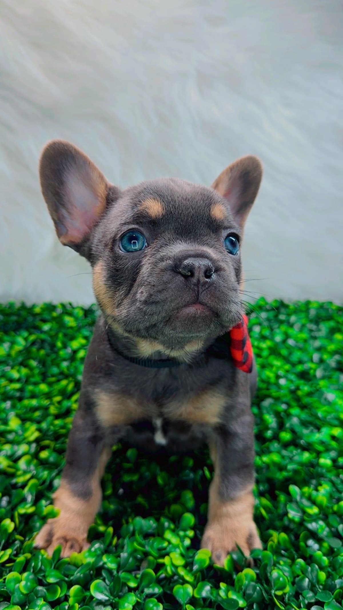 French Bulldog Puppies breeder image 2